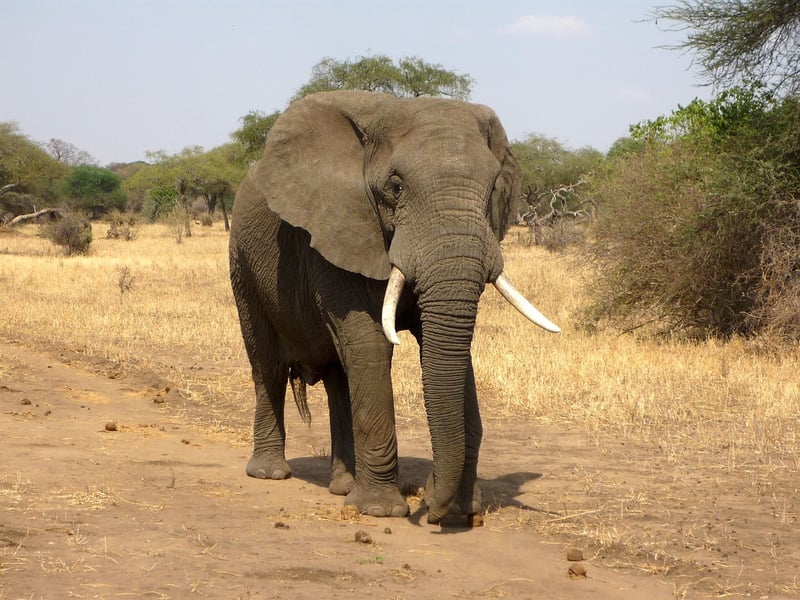 Elephant Safari